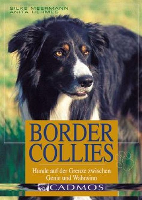 Border Collies: Hunde auf der Grenze zwischen Genie und .